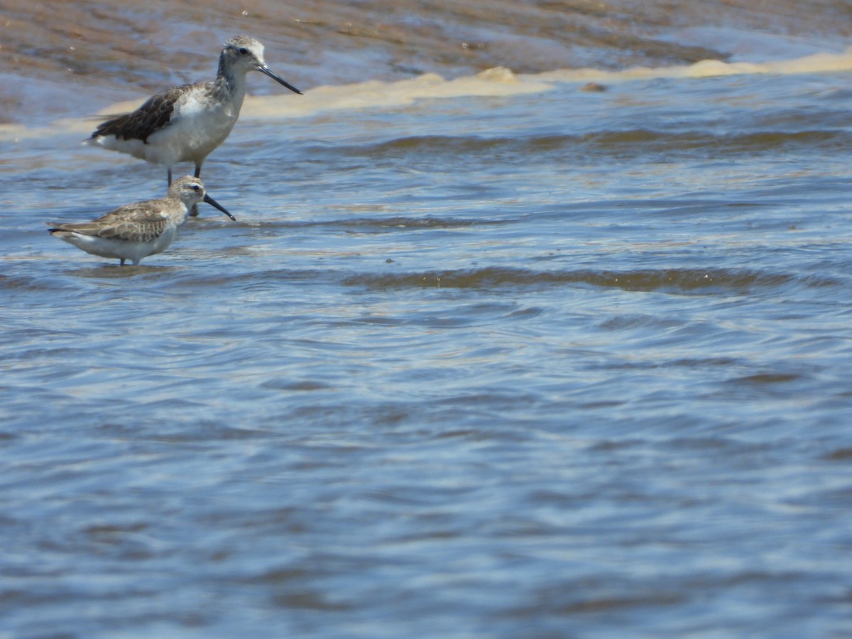 Curlew Sandpiper - ML273404591