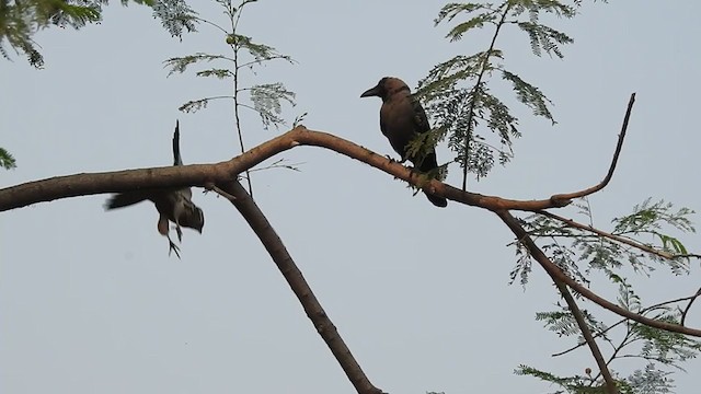 Alcotán Europeo - ML273404631