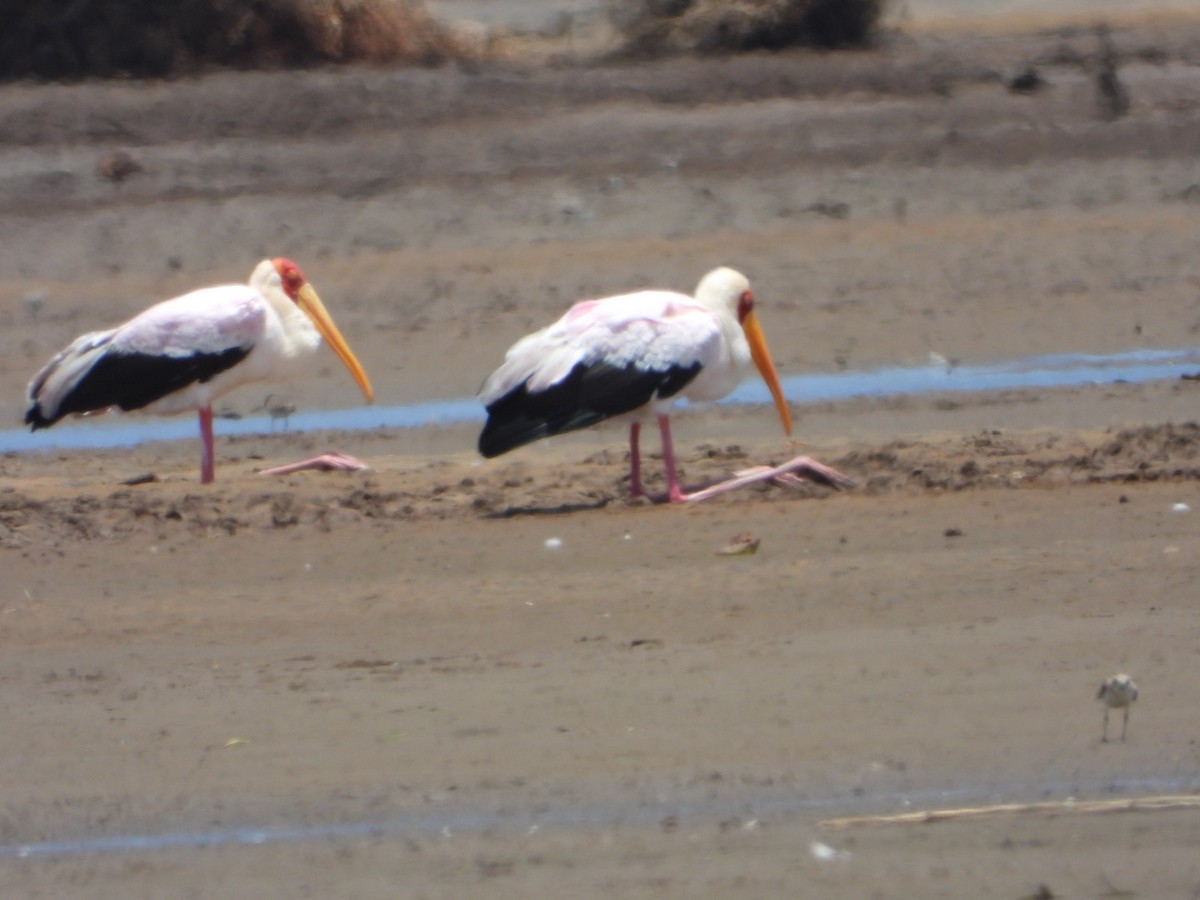 Yellow-billed Stork - ML273404841