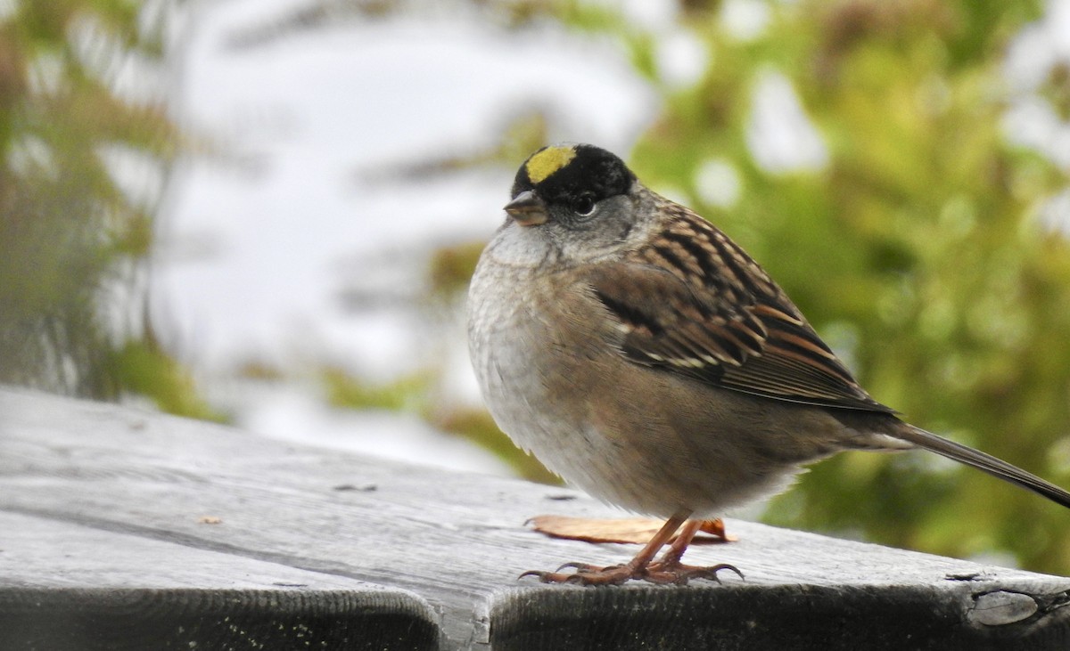 Golden-crowned Sparrow - Weston Barker