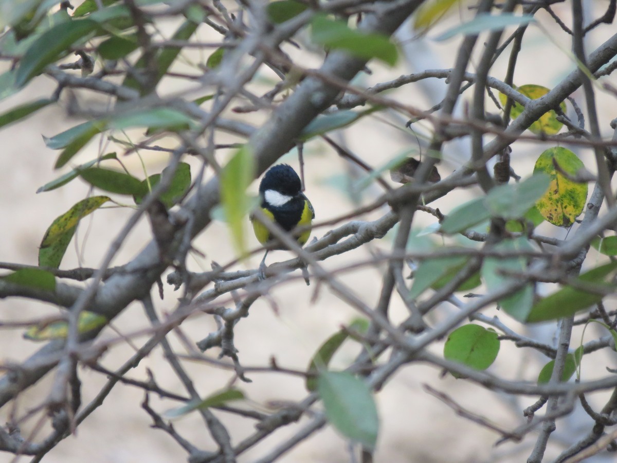 Green-backed Tit - ML273405541