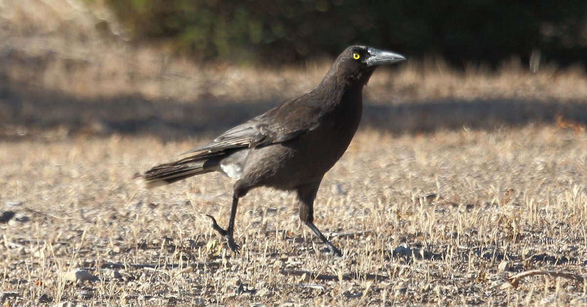 Gray Currawong - ML273405601