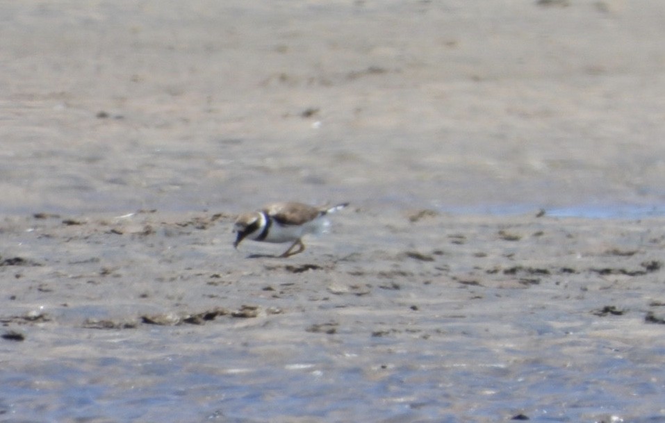 Common Ringed Plover - ML273406711