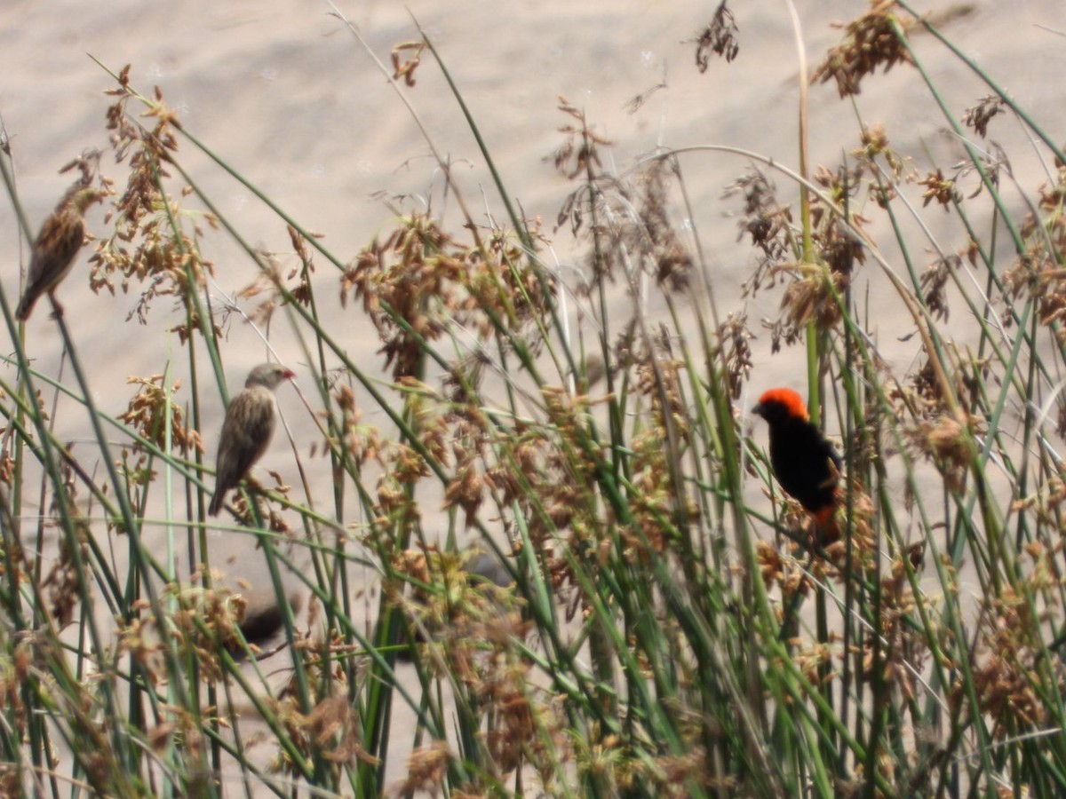 Zanzibar Red Bishop - ML273407501