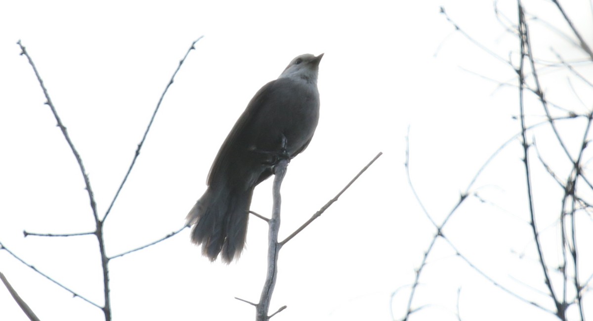 Canada Jay - ML273410161