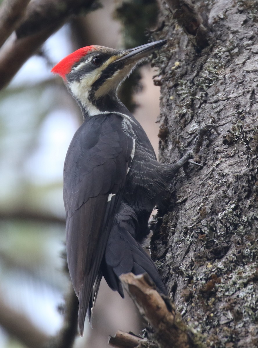 Pileated Woodpecker - ML273410191