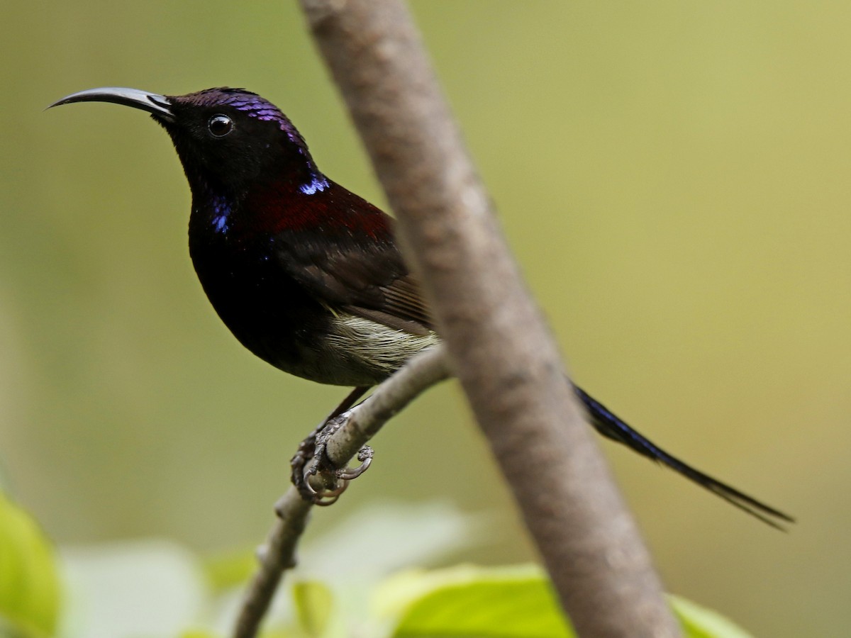 Black-throated Sunbird - ML273411621