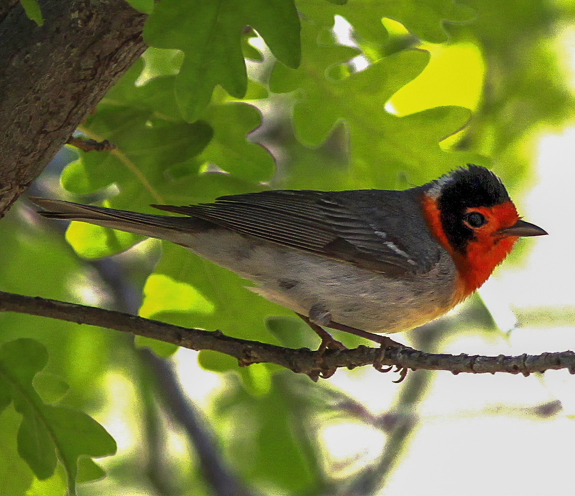 Red-faced Warbler - ML273411751