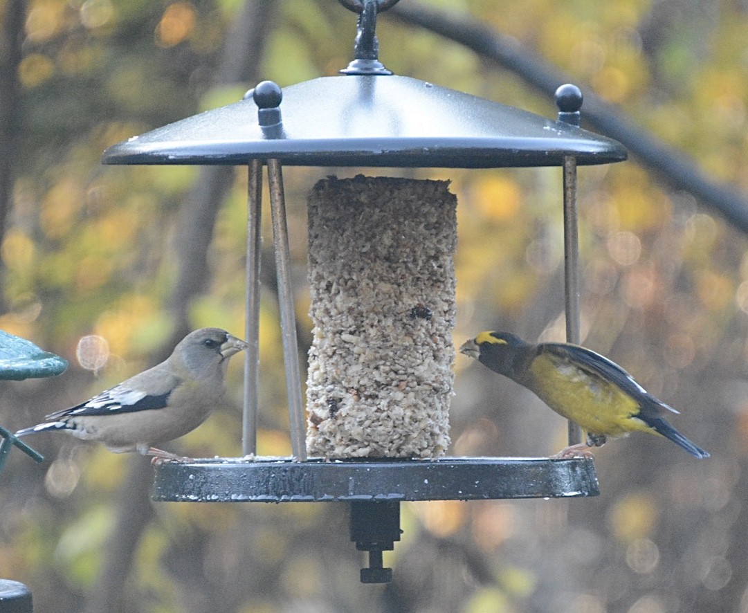 Evening Grosbeak - ML273412391