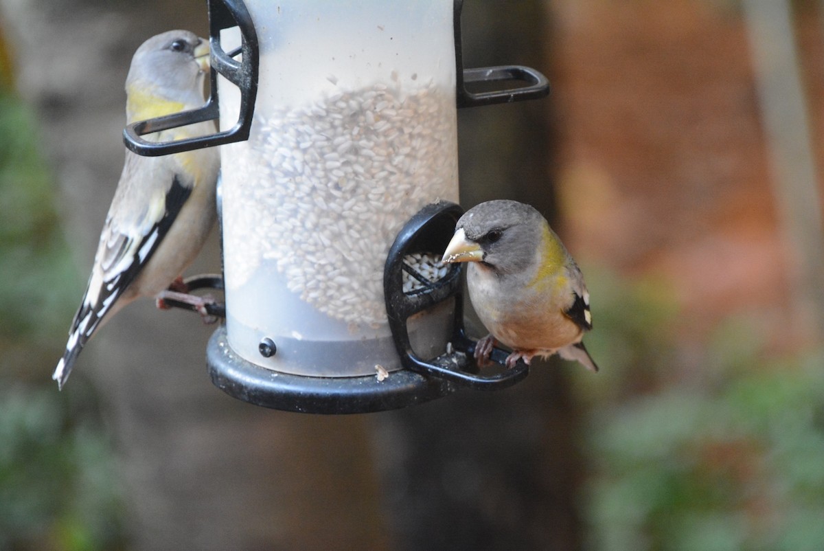 Evening Grosbeak - ML273412401