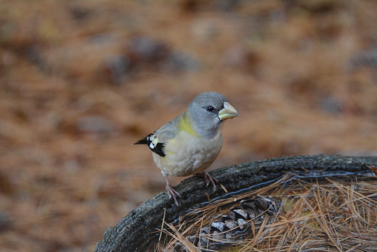 Evening Grosbeak - ML273412421