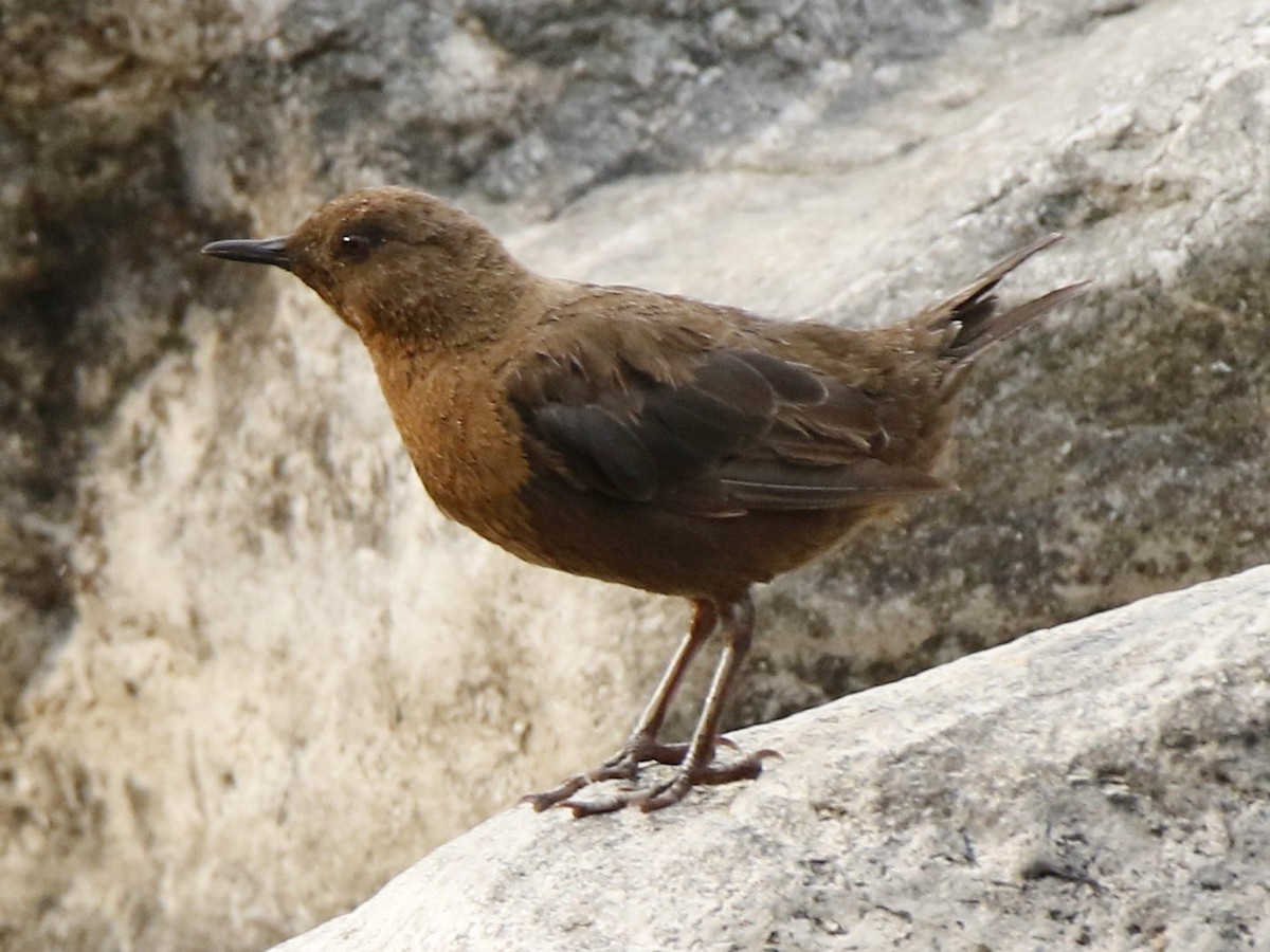 Brown Dipper - ML273412431