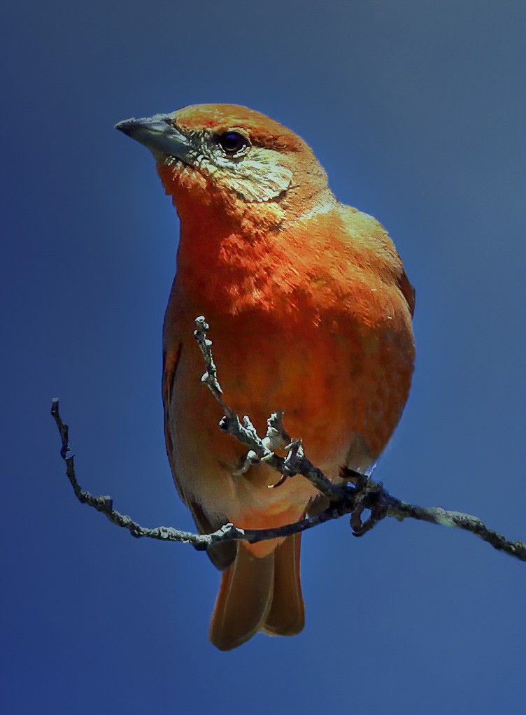 Hepatic Tanager - Brad Singer