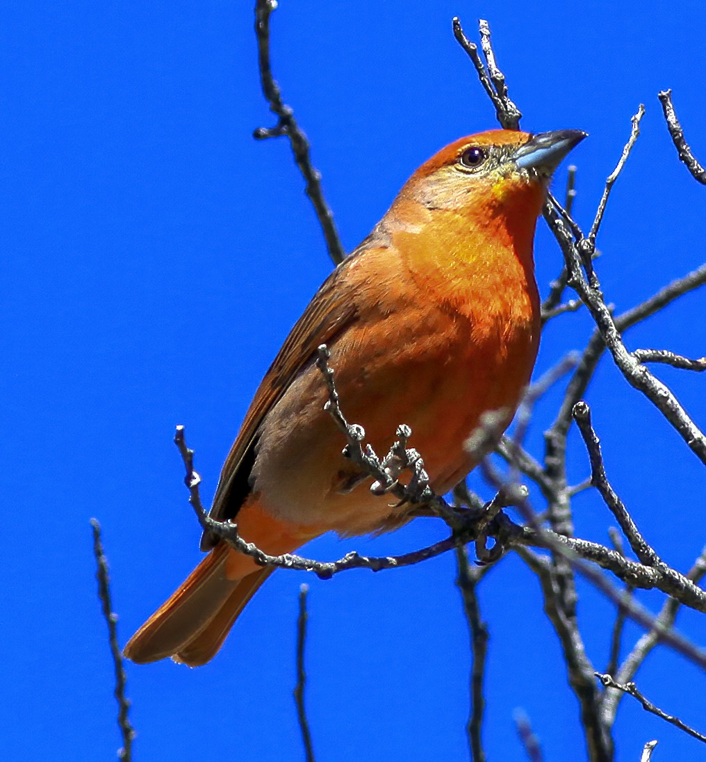 Hepatic Tanager - Brad Singer