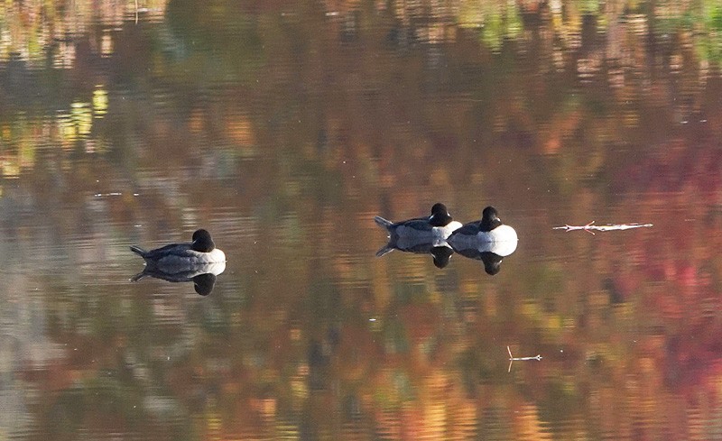 Bufflehead - ML273412971