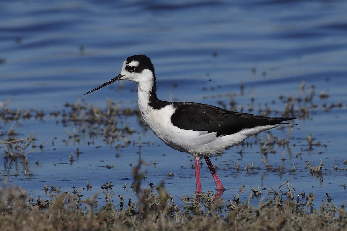 Black-necked Stilt - Donna Pomeroy