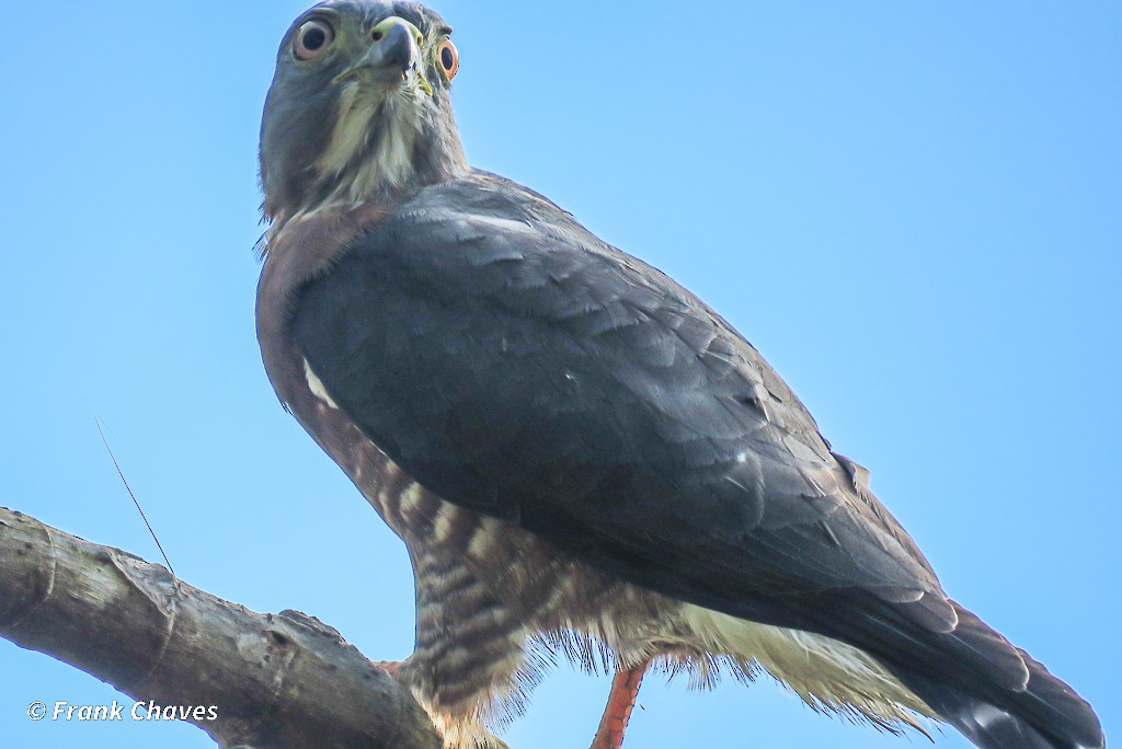 Double-toothed Kite - ML273417701