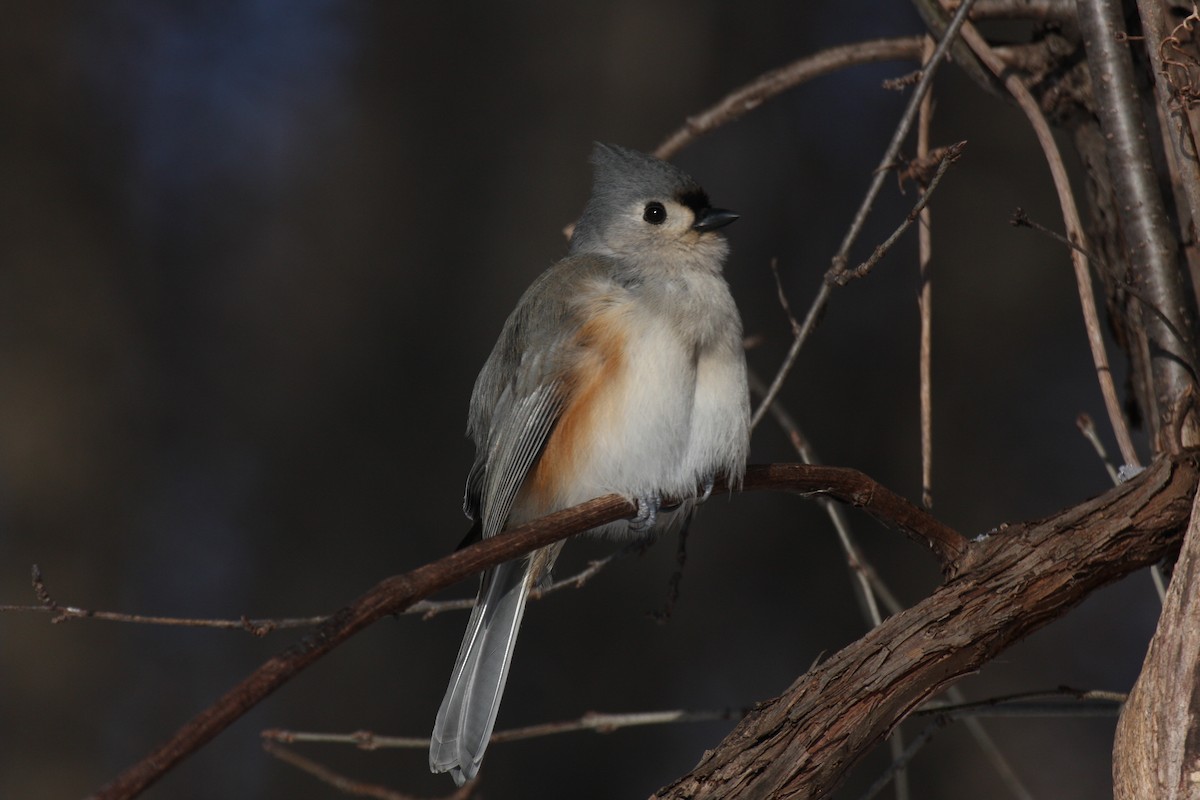 Tufted Titmouse - Brad Carlson