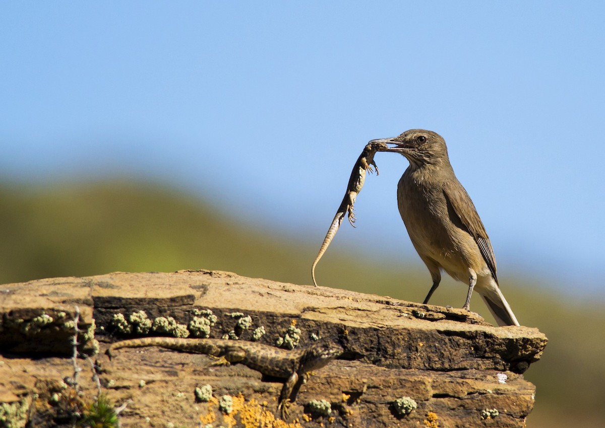 Black-billed Shrike-Tyrant - ML273419101
