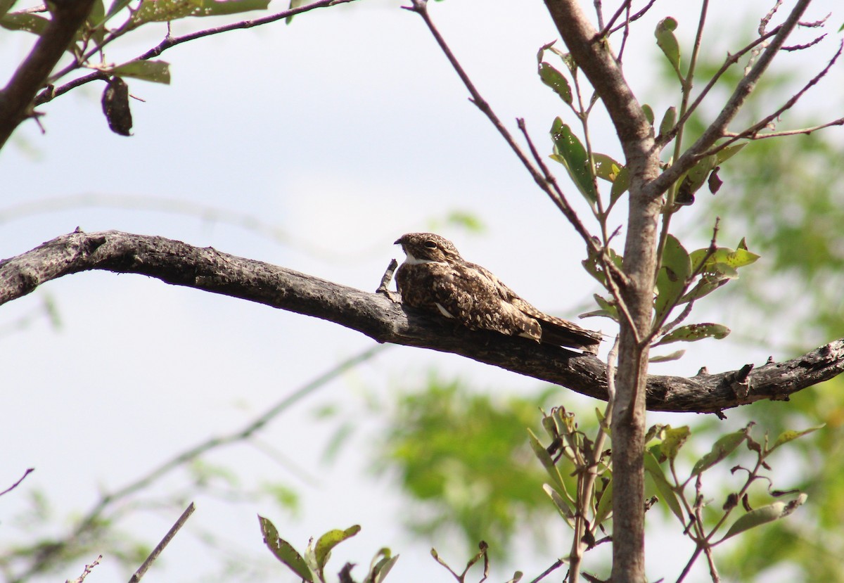 Lesser Nighthawk - ML273419651