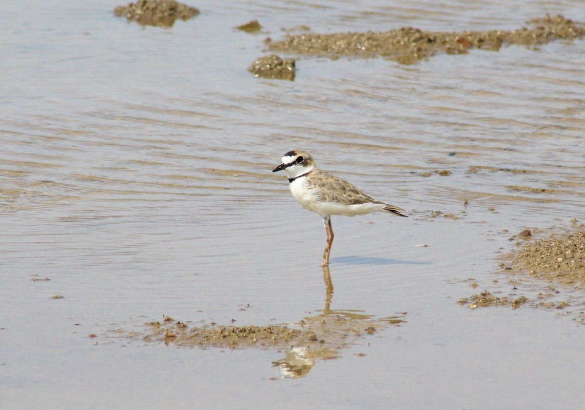 Collared Plover - Gumercindo  Pimentel