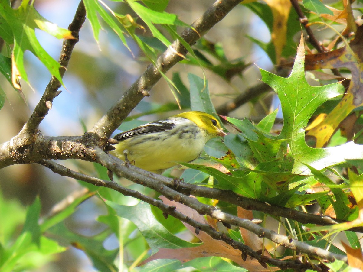 Grünmantel-Waldsänger - ML273421321