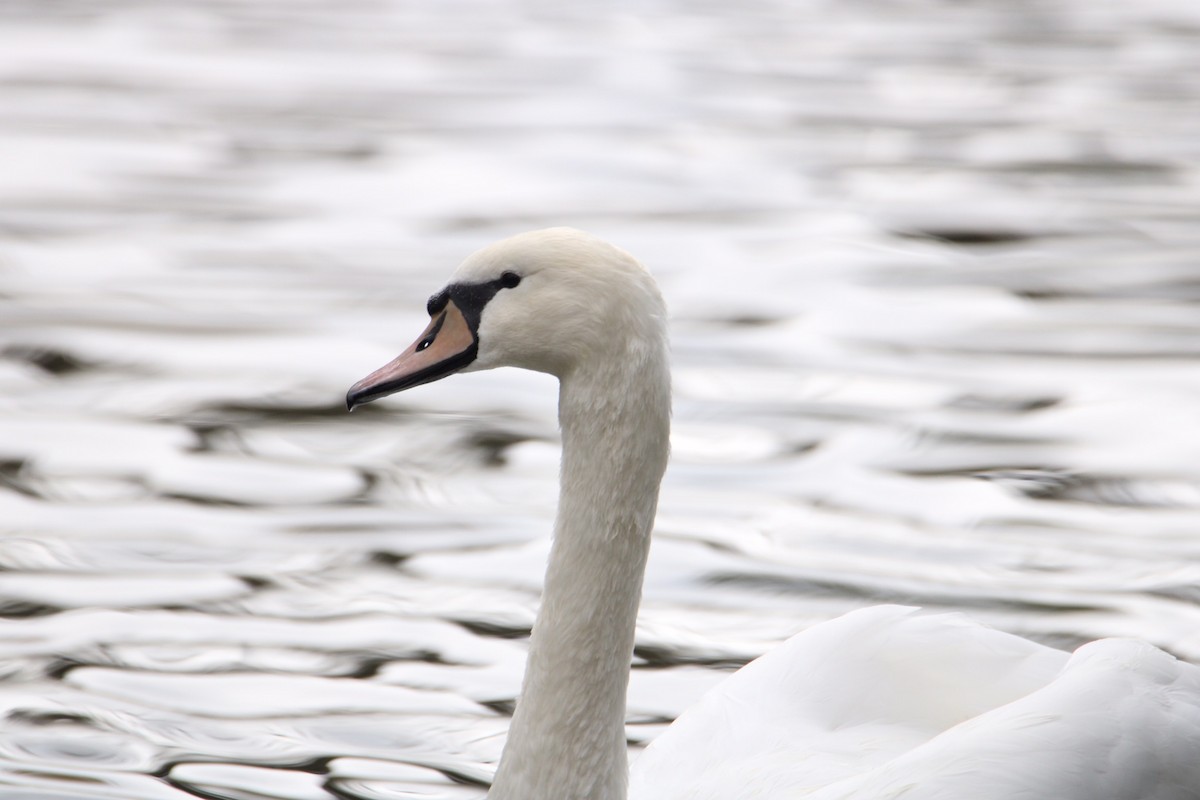 Mute Swan - ML273422551