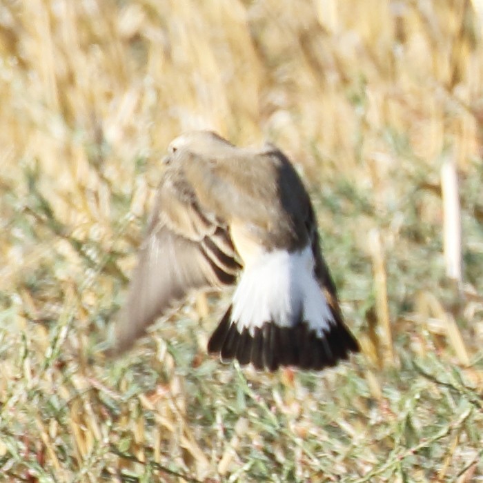 Northern Wheatear - ML273423021