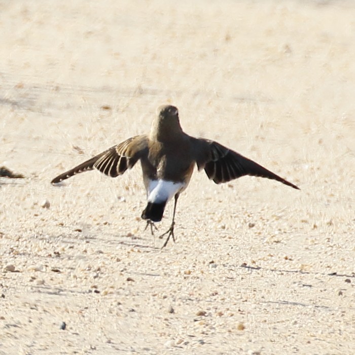 Northern Wheatear - ML273423051