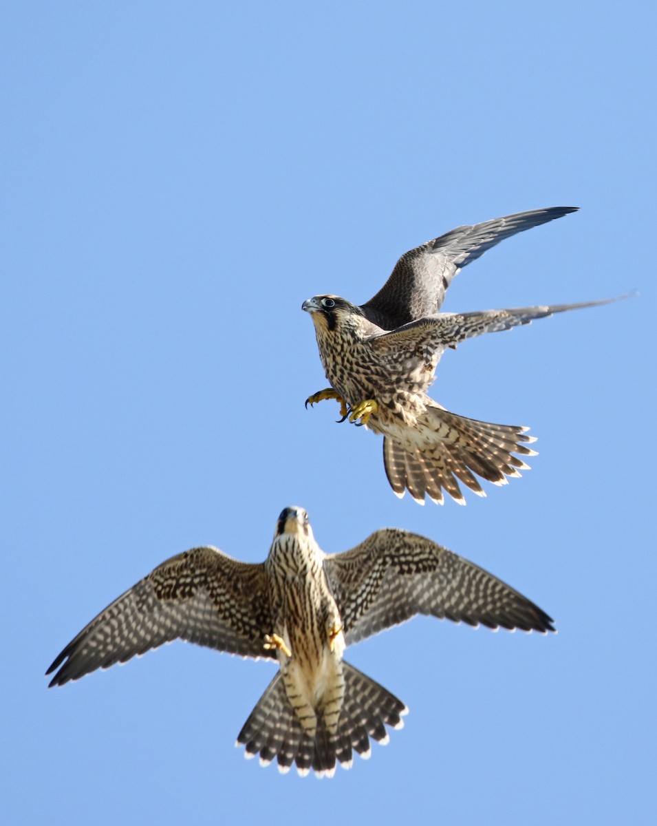 Peregrine Falcon - Luke Seitz