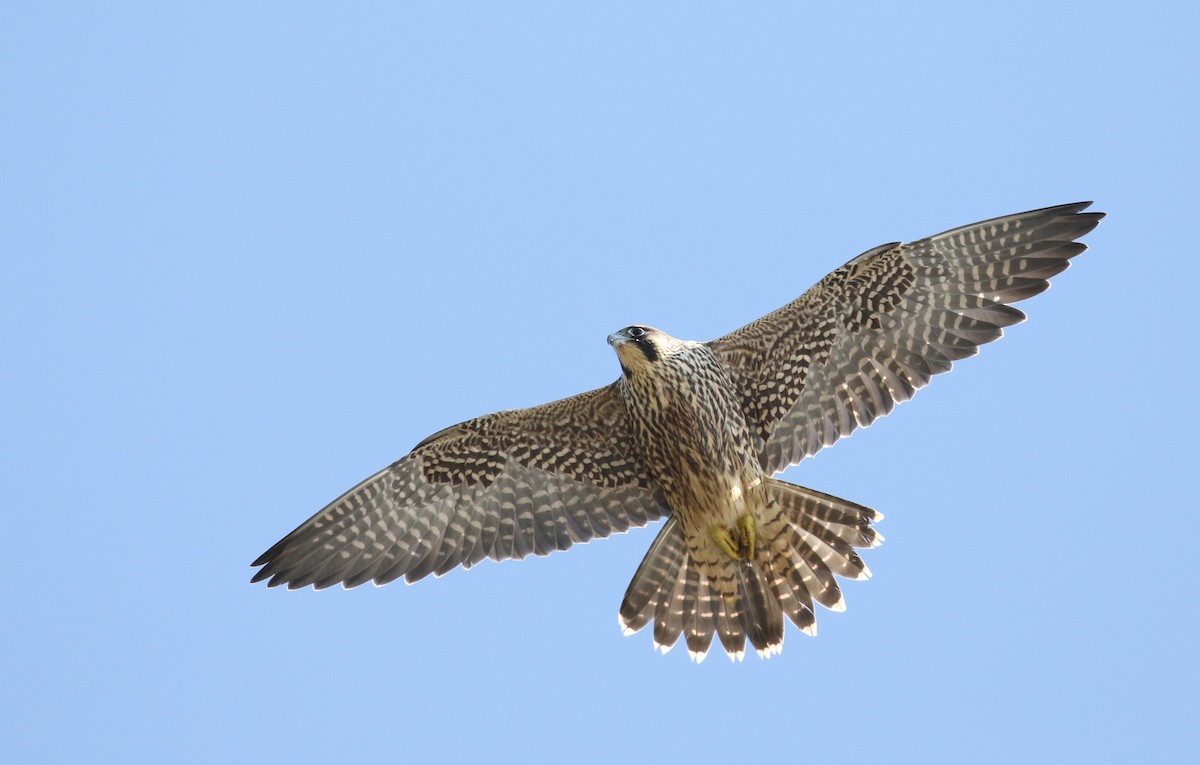 Peregrine Falcon - Luke Seitz