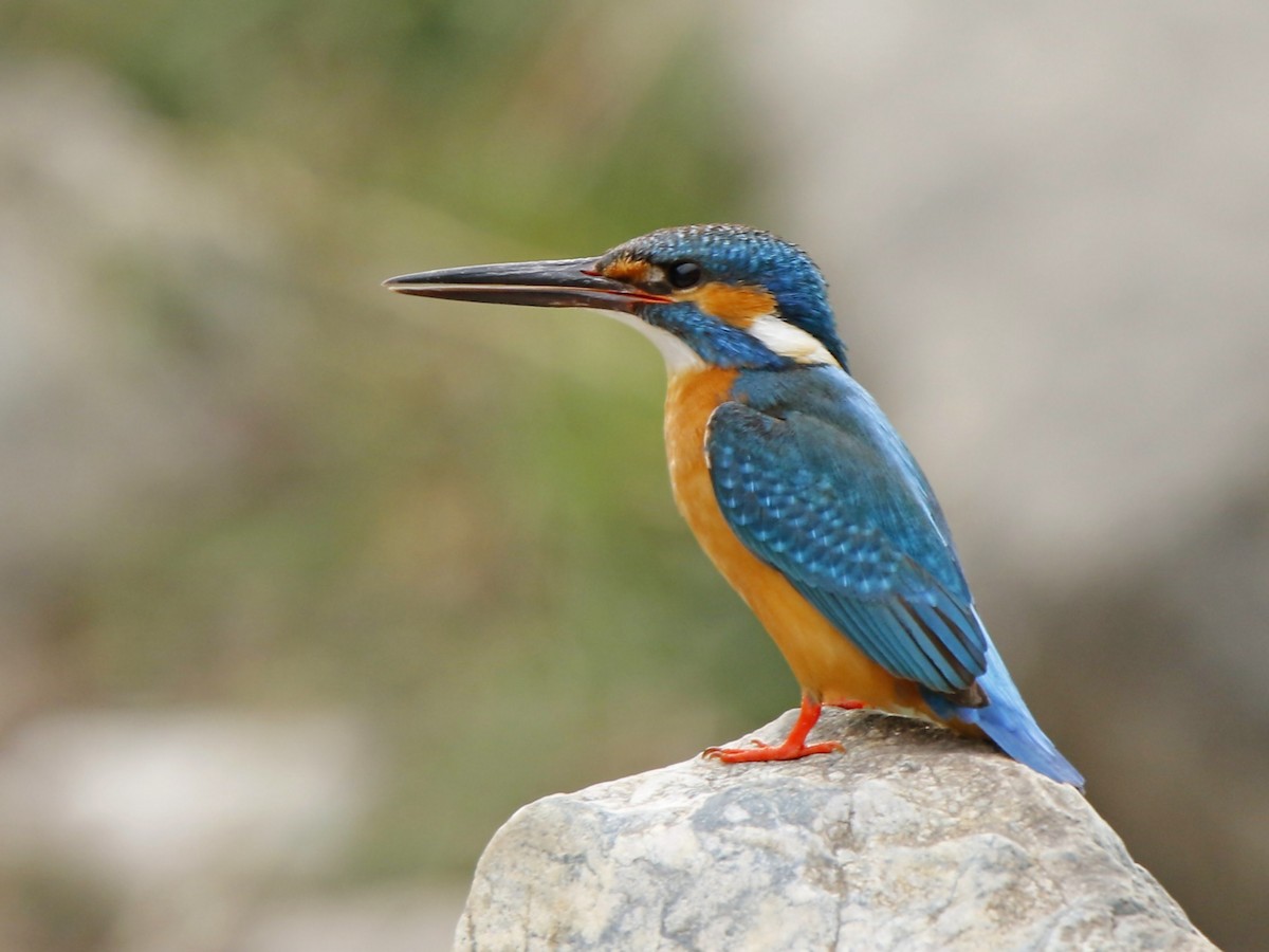 Martin-pêcheur d'Europe - ML273423881