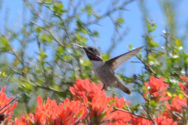 Calliope Hummingbird - Theadora Block