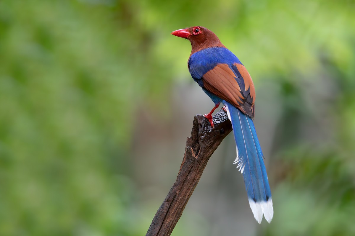 Sri Lanka Blue-Magpie - ML273426981