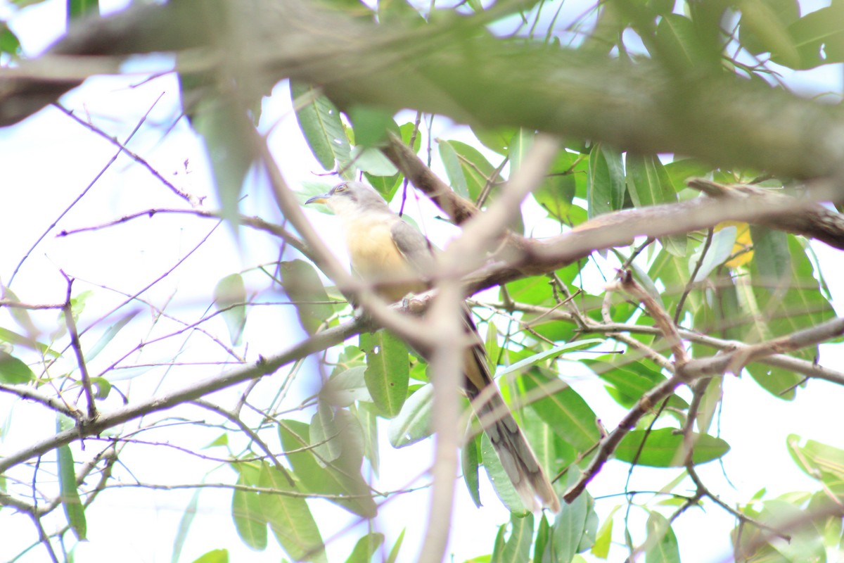 Mangrove Cuckoo - Gumercindo  Pimentel