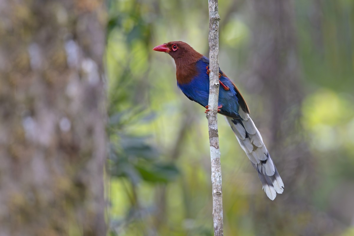 Sri Lanka Blue-Magpie - ML273427091