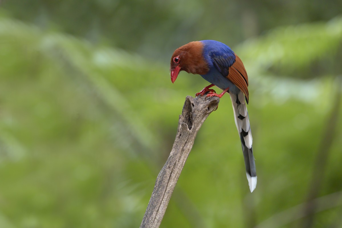 Sri Lanka Blue-Magpie - ML273427211