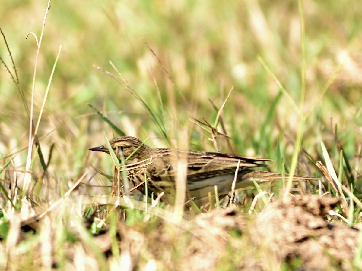 Tree/Olive-backed Pipit - Dhiraj Bhaisare