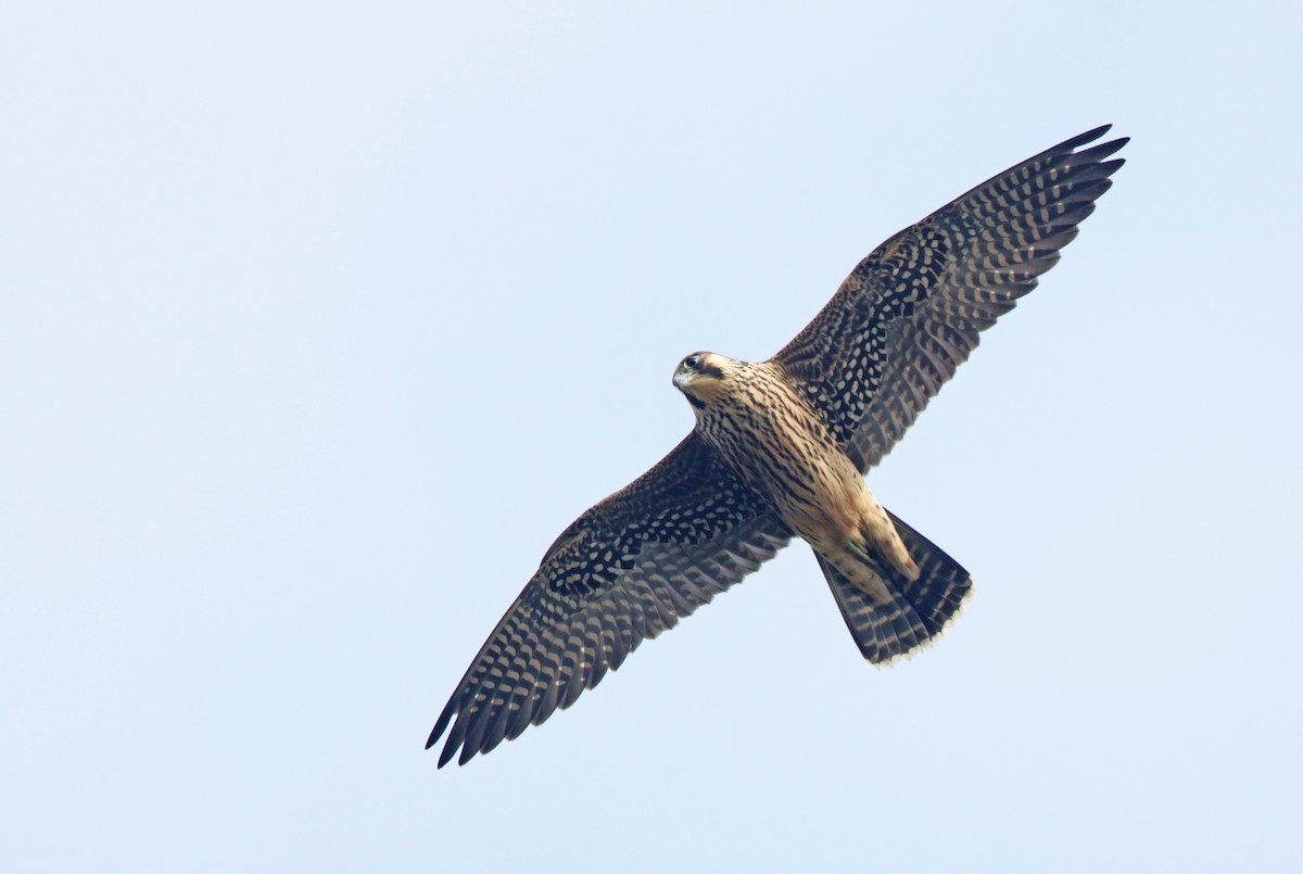 Peregrine Falcon - Luke Seitz