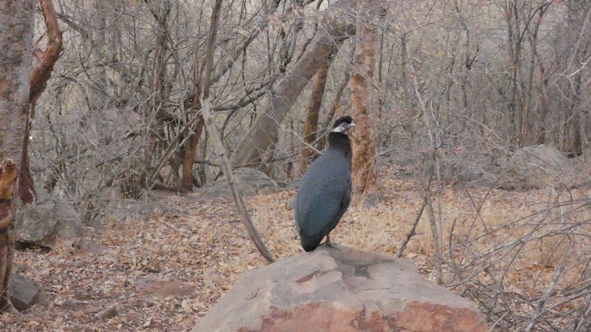 Helmeted Guineafowl - ML273428081