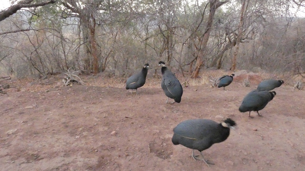 Helmeted Guineafowl - ML273428091