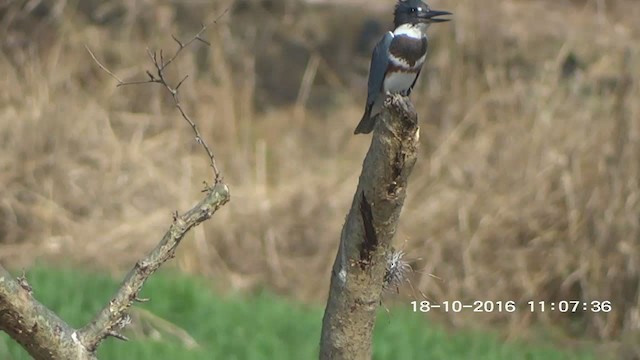 Belted Kingfisher - ML273428711
