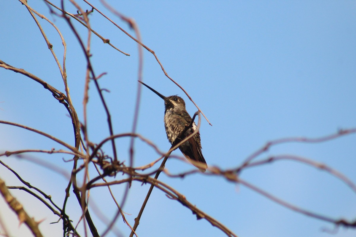 Long-billed Starthroat - Gumercindo  Pimentel