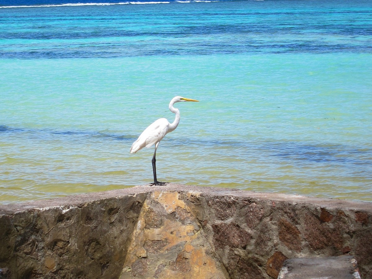 Great Egret - ML273429391