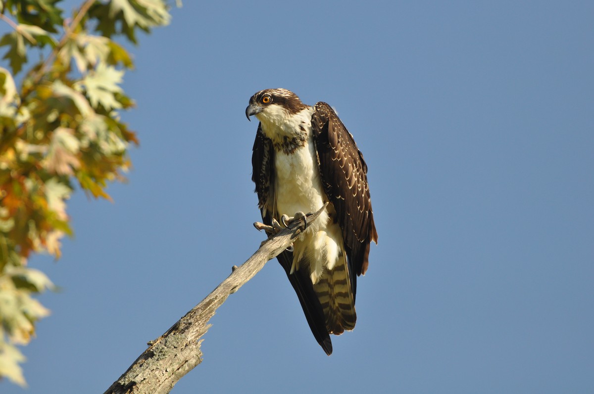 Osprey - Steven Pancol