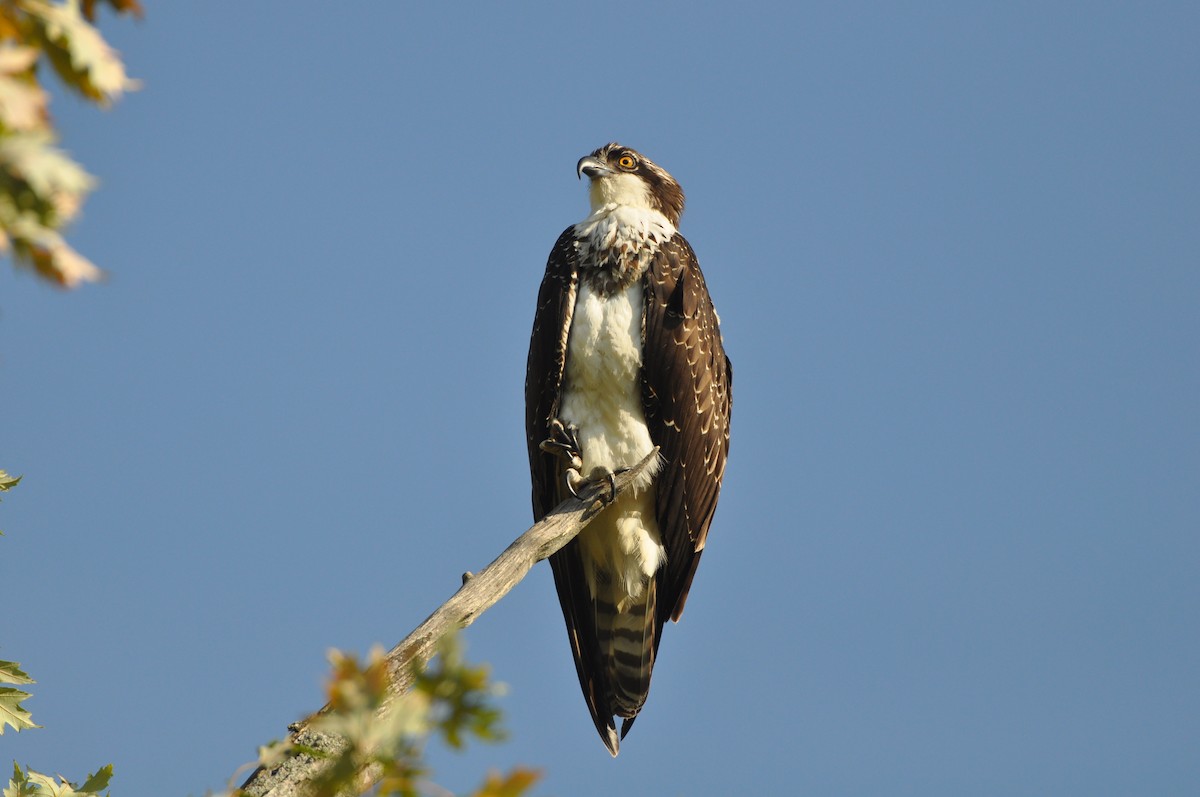 Osprey - Steven Pancol