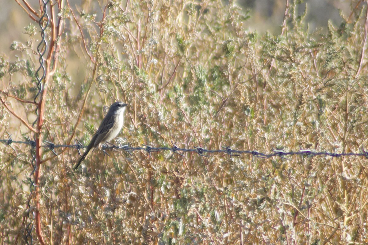 Sagebrush Sparrow - Stephanie Secic