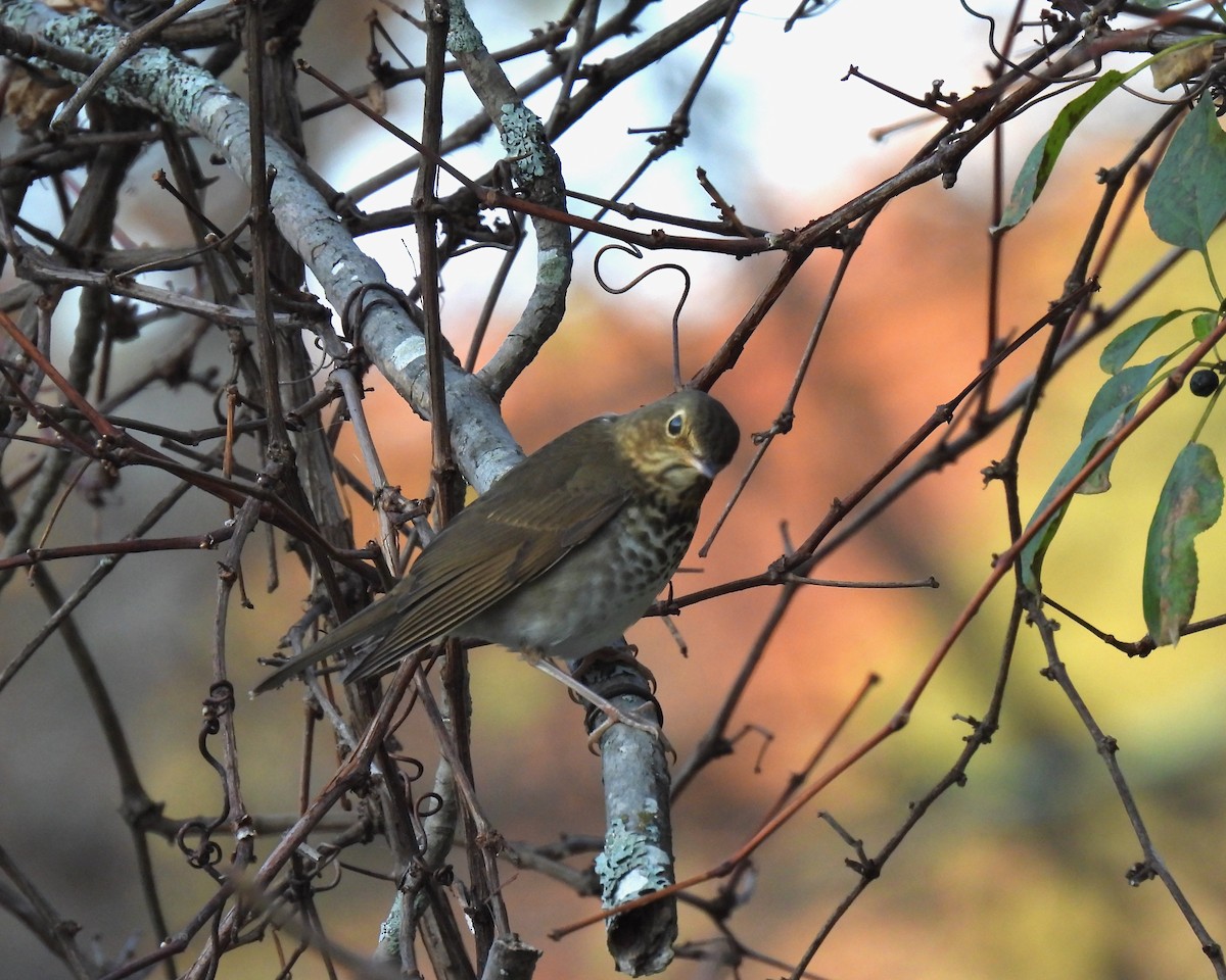 Swainson's Thrush - ML273435421