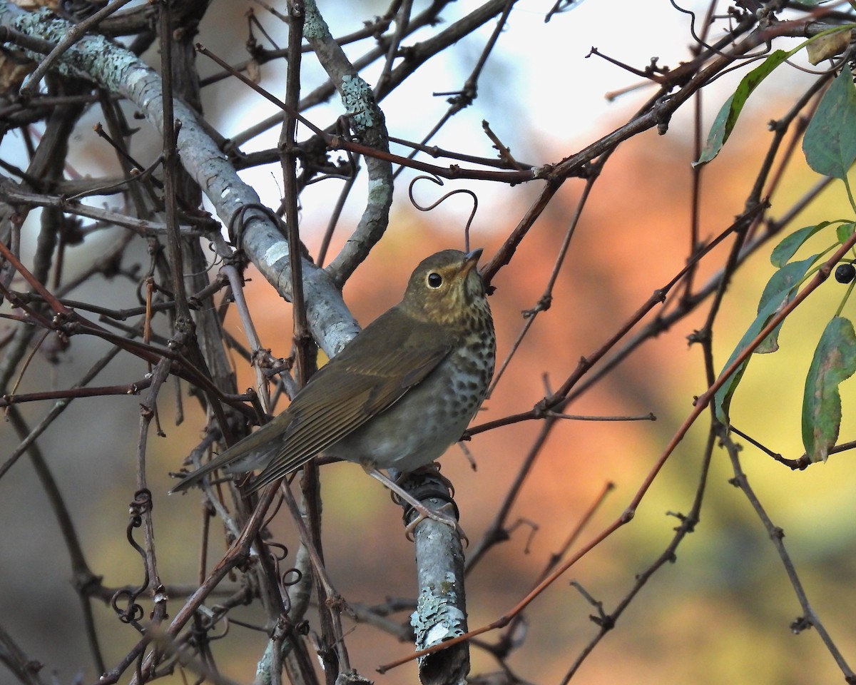 Swainson's Thrush - ML273435451