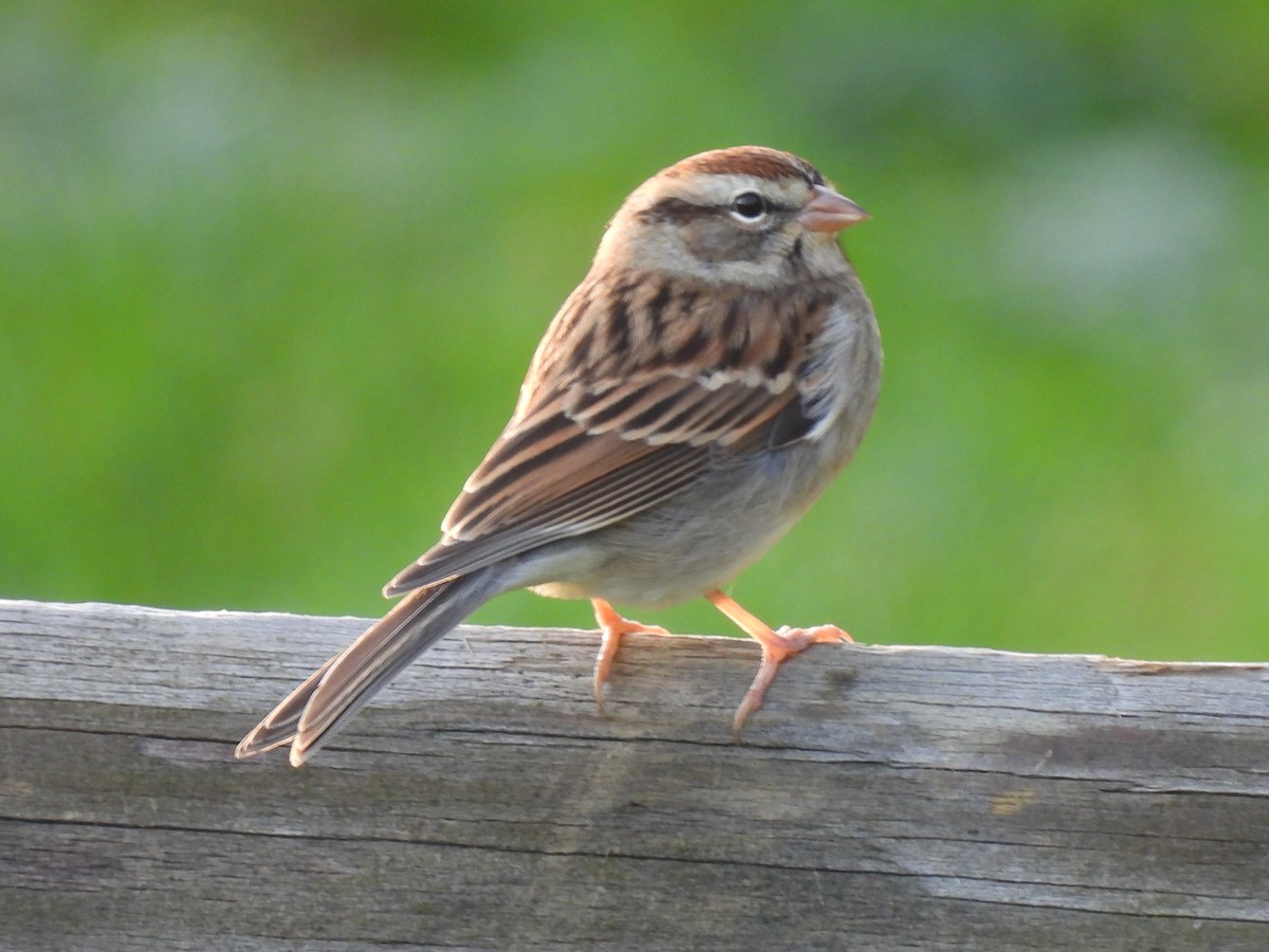 Chipping Sparrow - ML273437721